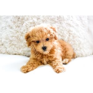 Maltipoo-Puppies-In-Washington