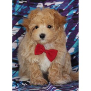 Maltipoo-Puppies-N-More