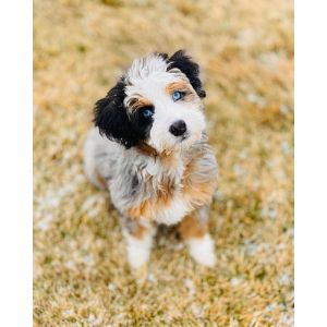 Massachusetts-Bernedoodles-LLC-ausseidoodles-new-ham