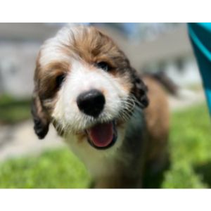 Massachusetts-Bernedoodles-LLC-bernedoodles-new-ham