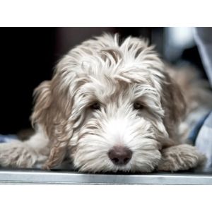 Midwest-Labradoodle