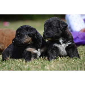 More-Information-About-Aussiedoodle-Puppies-In-Washington