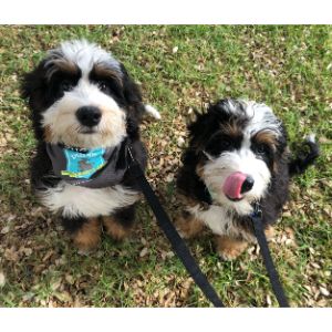 More-Information-About-Bernedoodle-Puppies-In-Washington