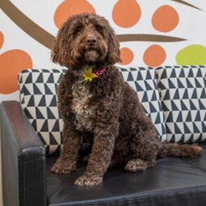 More-Information-About-Cockapoo-Breeders-In-Florida