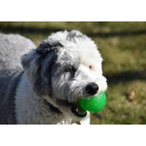 More-Information-About-Sheepadoodle-Puppies-In-Connecticut