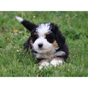 More-Information-About-The-Best-Bernedoodle-For-Sale-In-Alabama