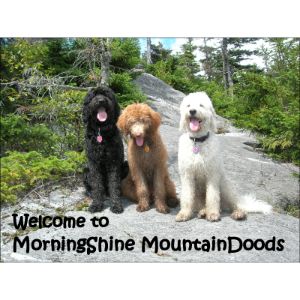 MorningShine-Mountain-Doods-sheepaoodle-connect