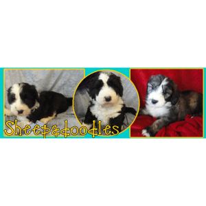 Muellers-Woodville-Kennels