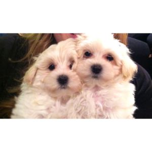 Mundys-Maltese-and-Maltipoos