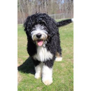 New-England-Bernedoodles