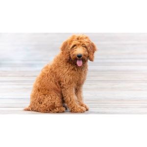 New-Hampshire-Goldendoodles