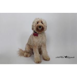 Noble-Vestal-Labradoodles