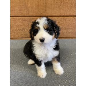 Northeast-Poodle-and-Doodle-bernedoodle-new-ham