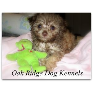 Oak-Ridge-Dog-Kennels