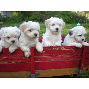 Olie-Field-Farm-maltipoo-maryland