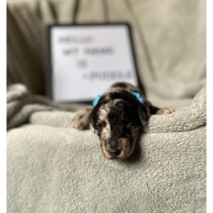 Our-Doodle-Acres-sheepadoodle