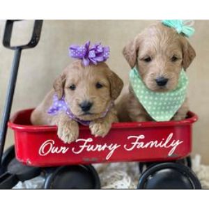 Our-Furry-Family-Puppies-goldendoodle-missipi