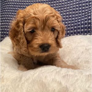 Peek-a-Boo-Cockapoo-cockapoo-maryland