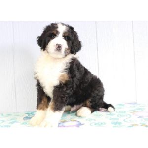 PuppySpot-bernedoodle-indiana