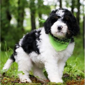 PuppySpot-bernedoodle-minesota