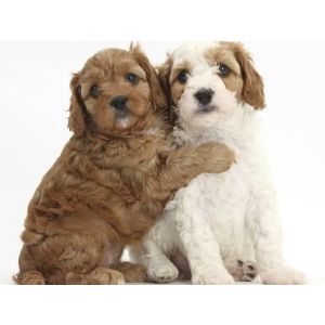 PuppySpot-cavapoo-missipi