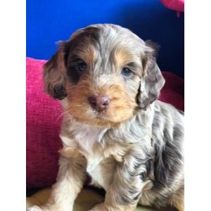 PuppySpot-cockapoo-indiana