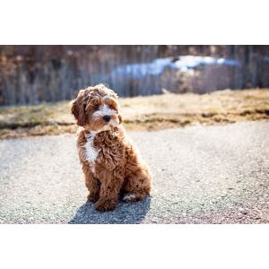 PuppySpot-cockapoo-missipi