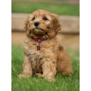 PuppySpot-goldendoodle-missipi