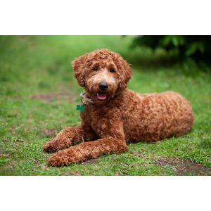 PuppySpot-labradoodles-indiana