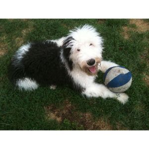 River-Valley-Doodles-sheepadoodle-connect