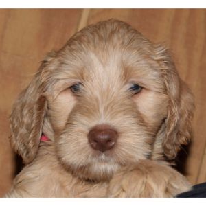 Rosewood-Australian-Labradoodles