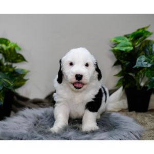 Sheepadoodle-Puppies-In-Maryland