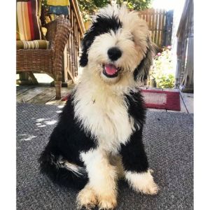 Sheepadoodle-Puppies-In-Michigan