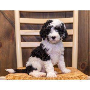 Stoneridge-Doodles-sheepadoodle-minesota