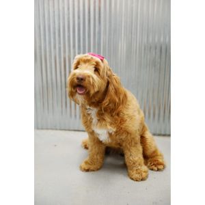 Stony-Brook-Australian-Labradoodles