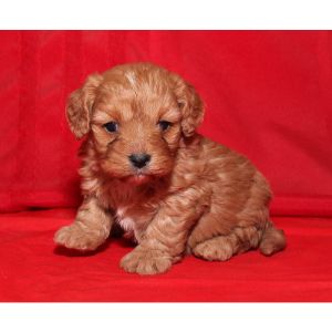 Tailwagging-Puppies-cavapoo-new-ham