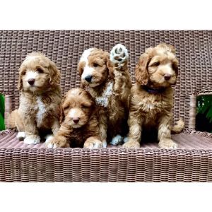 Tampa-Bay-Australian-Labradoodles