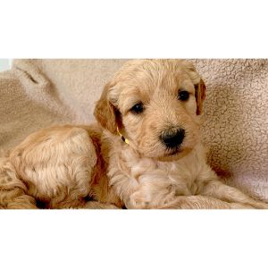 Tennessee-Goldendoodles-goldendoodle