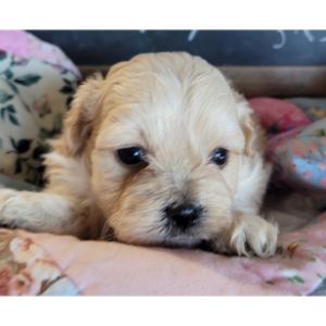The-Puppy-Patch-cavapoo
