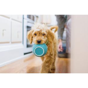Things-To-Consider-Before-Visiting-The-Goldendoodle-Breeders-In-Michigan