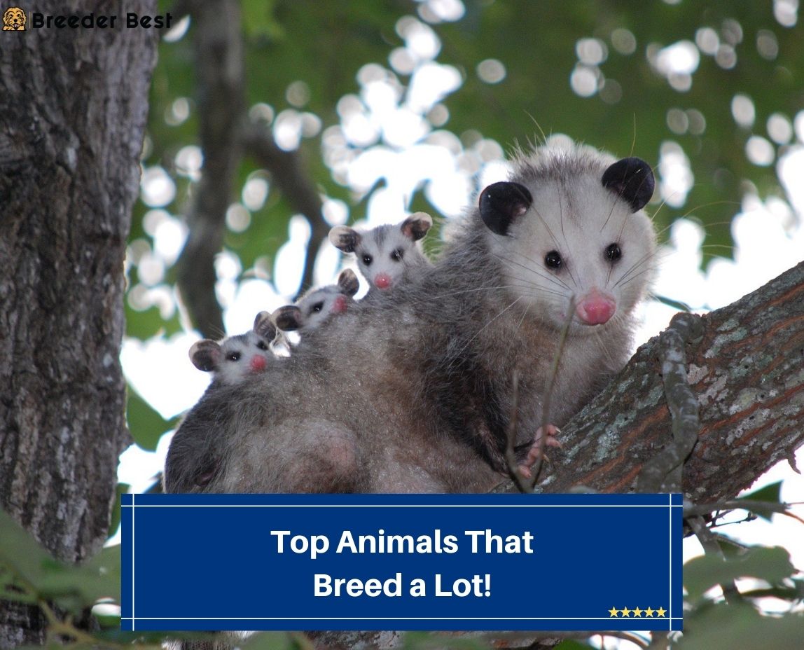 Top-Animals-That-Breed-a-Lot-template