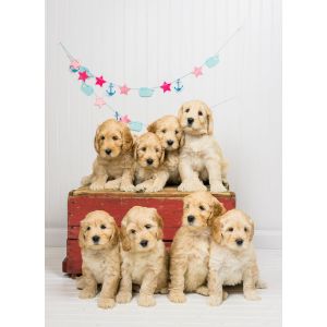 Tri-State-Labradoodles.