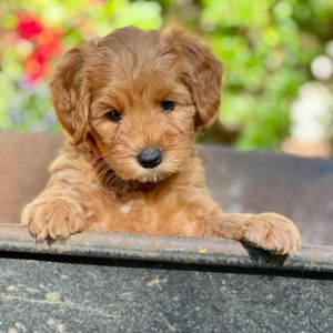 True-North-Labradoodles