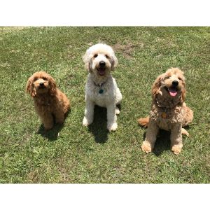 Twin-Flames-Farm-Goldendoodles