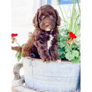 Welcome-Acres-Labradoodles