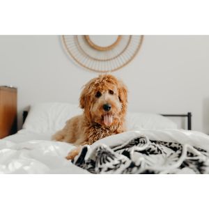 What-Did-You-Think-Of-Our-Goldendoodle-Breeders-In-Michigan