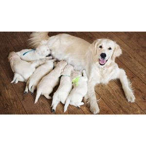 When-Is-Dog-Breeding-Safe
