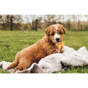 Wildwood-Doodles-goldendoodle-utah