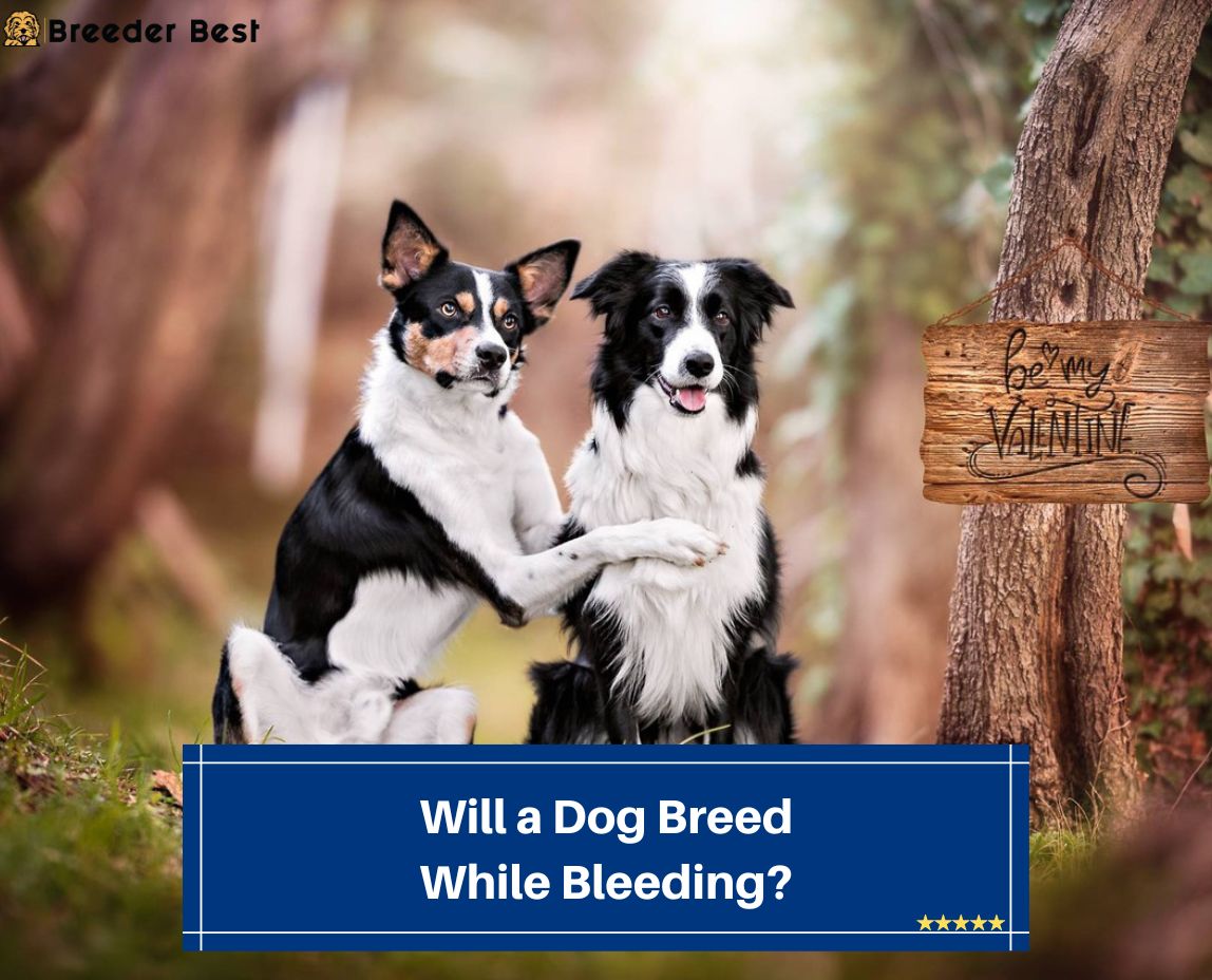 Will-a-Dog-Breed-While-Bleeding-template