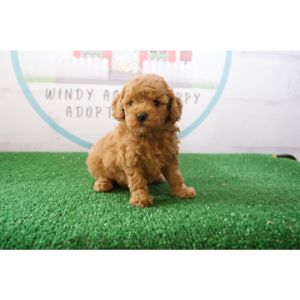 Windy-Acres-Illinois-cavapoo